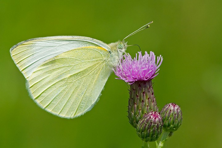 Groer Kohlweiling Pieris brassicae